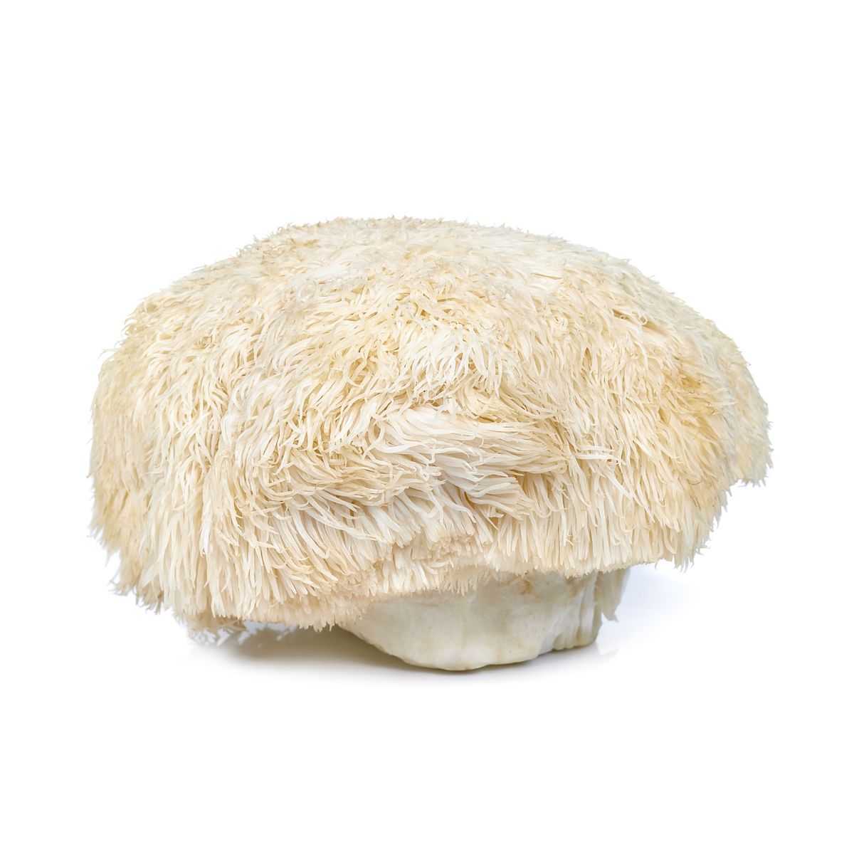 Lion's Mane