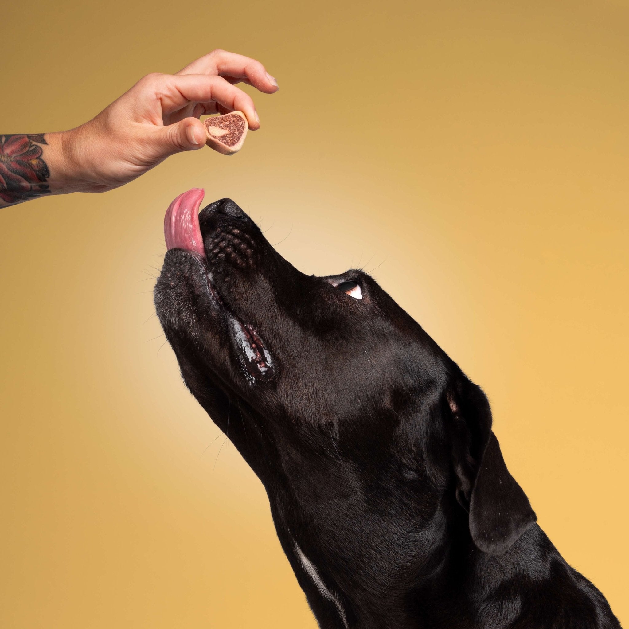 Hemp Paws CBD Dog Treats – Hemp Extract