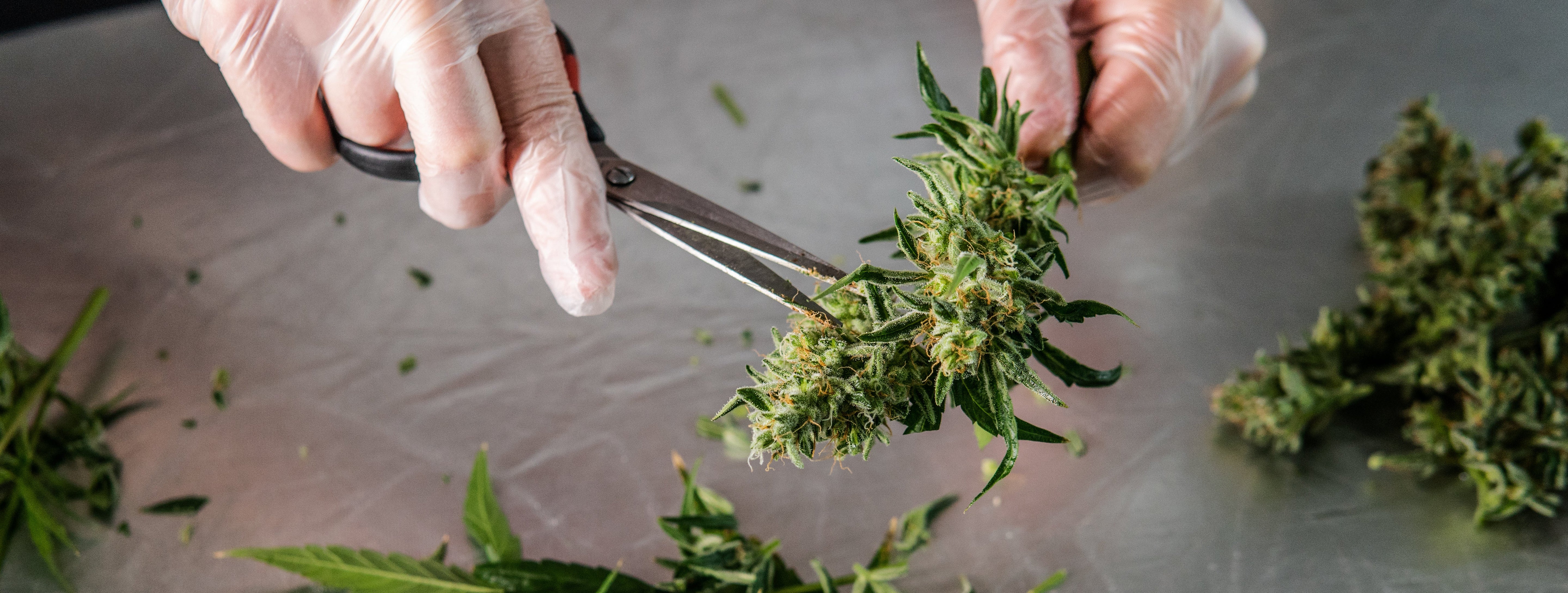 Studies continue to seek CBD treatment for COVID-19