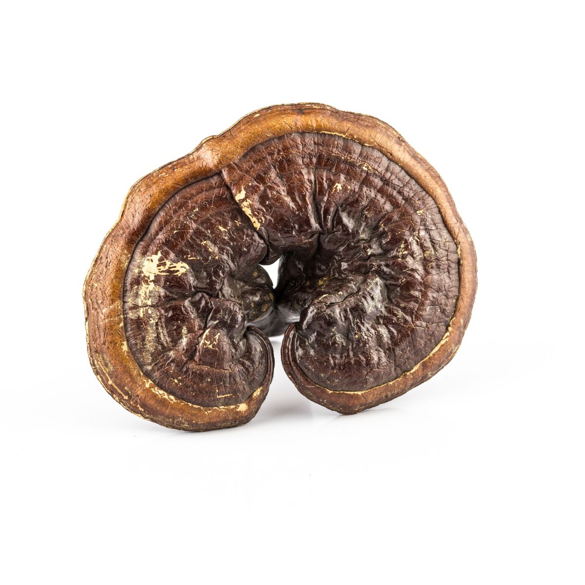 Reishi