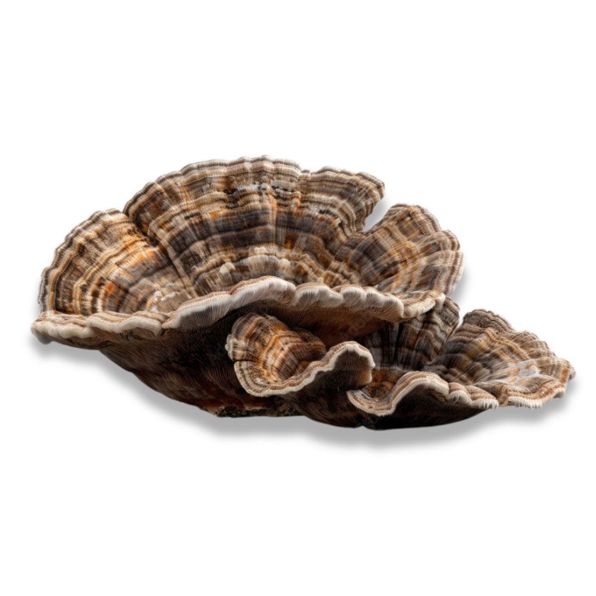 Turkey Tail
