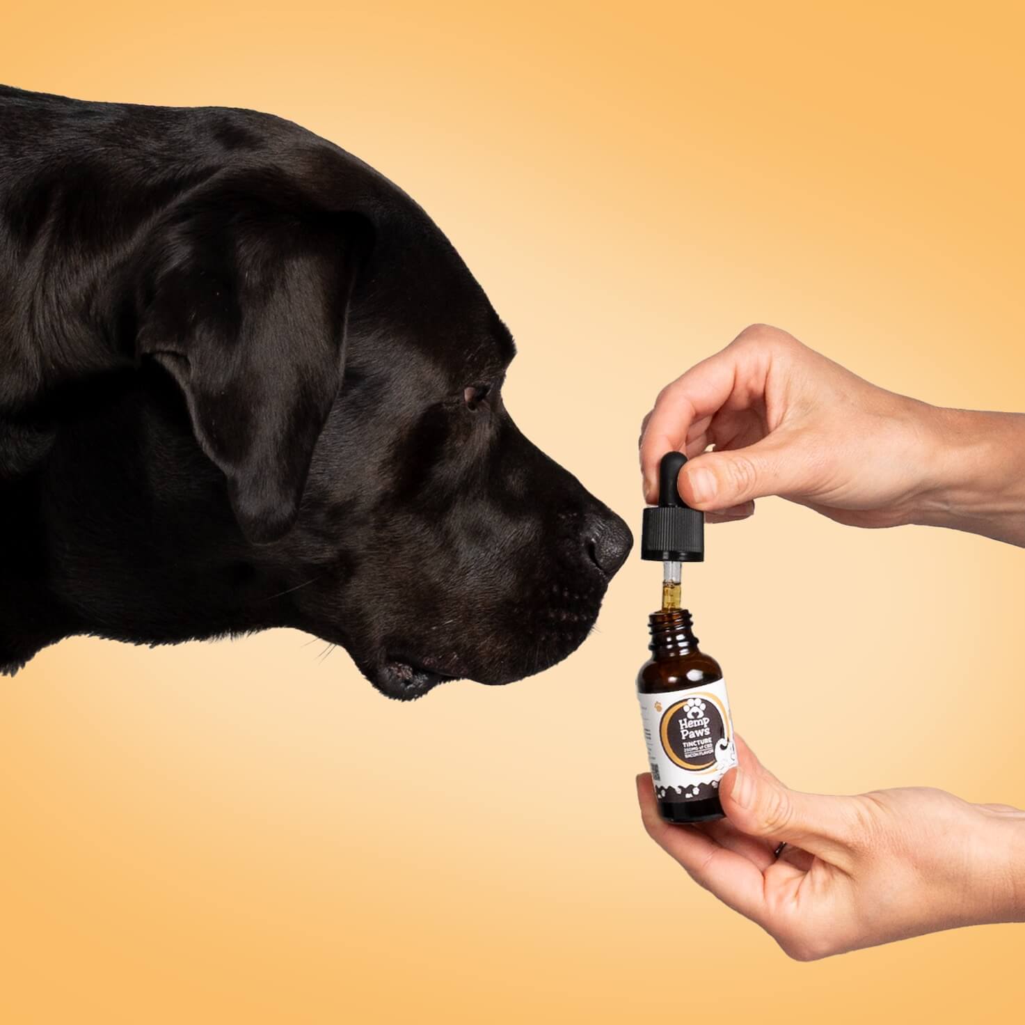 Hemp Paws CBD Pet Tincture – Hemp Extract